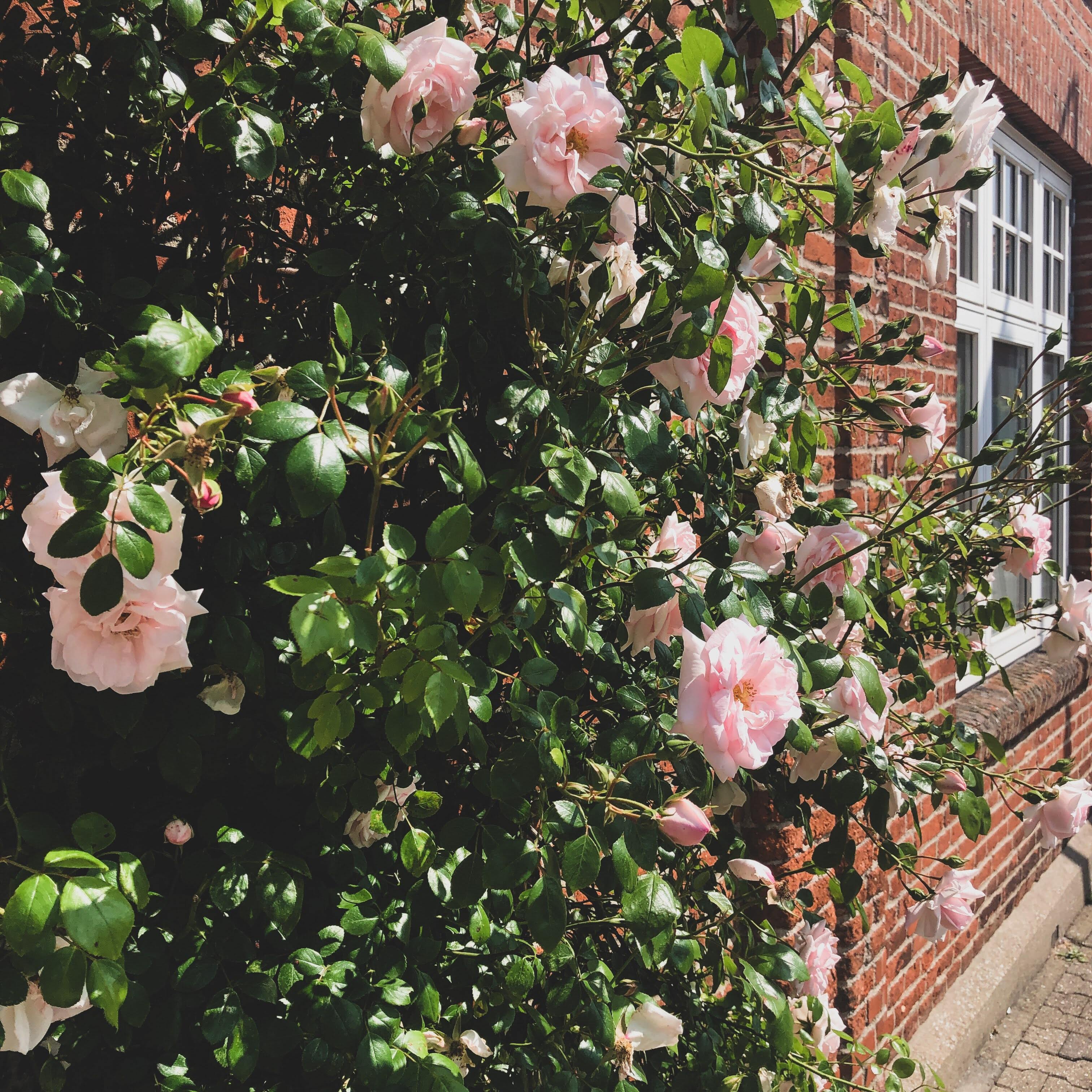 Fredericia Kommune går til kamp om turisterne