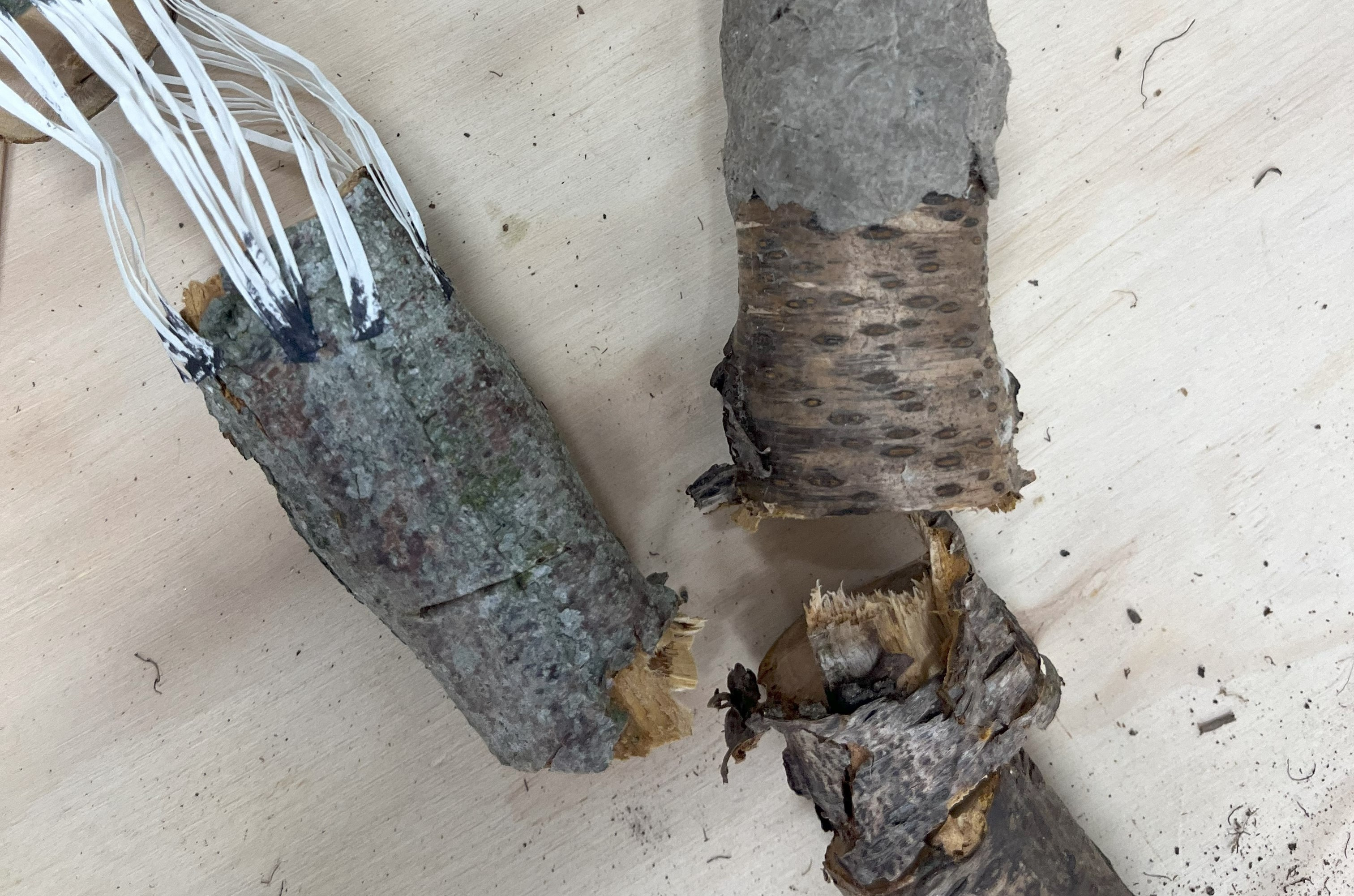 Oplev "Natura Spiritualis" på KunstCentret Silkeborg Bad