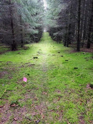 Dollerup Trail: En unik naturoplevelse i Viborgs bakker