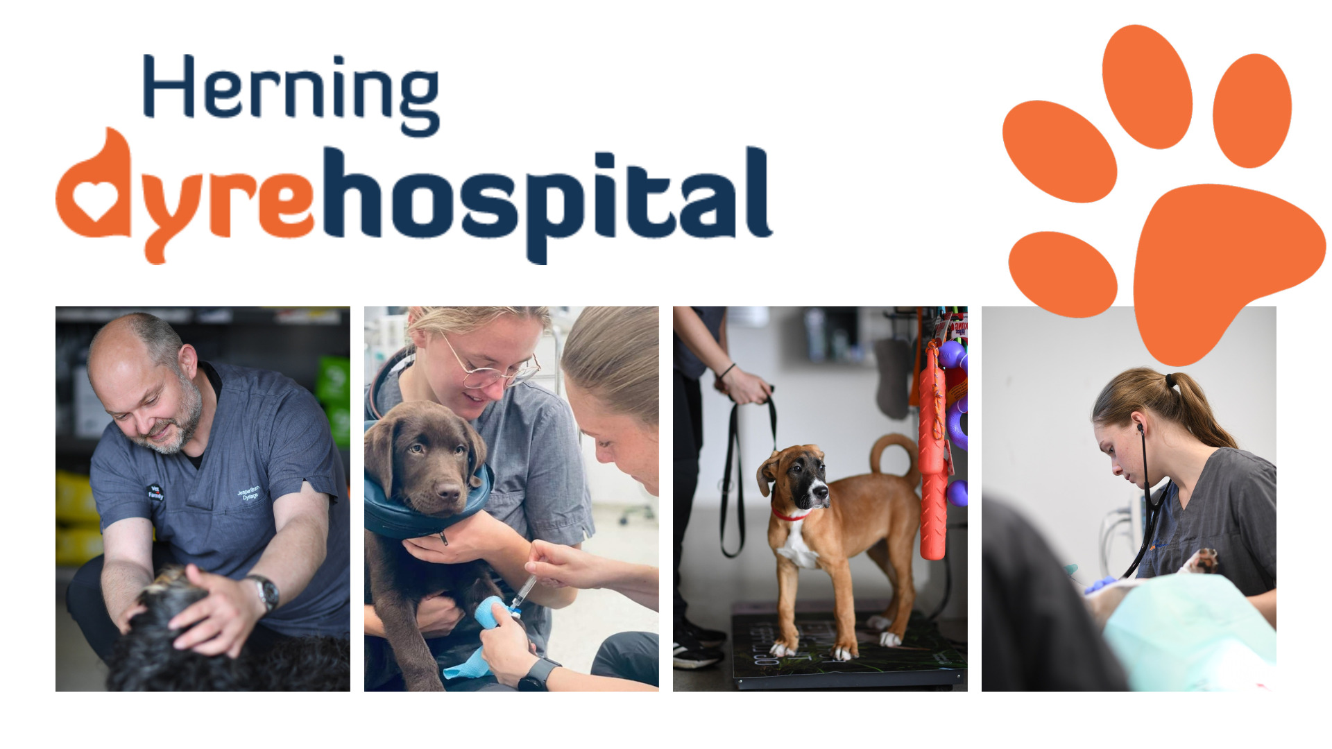 Herning Dyrehospital: Omsorg, tryghed og høj faglighed til dit kæledyr