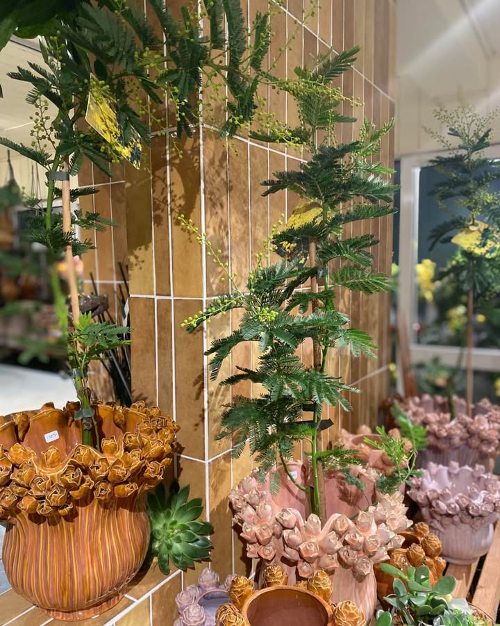 Florist Pernille DB præsenterer minosa dealbata til både kulde og varme