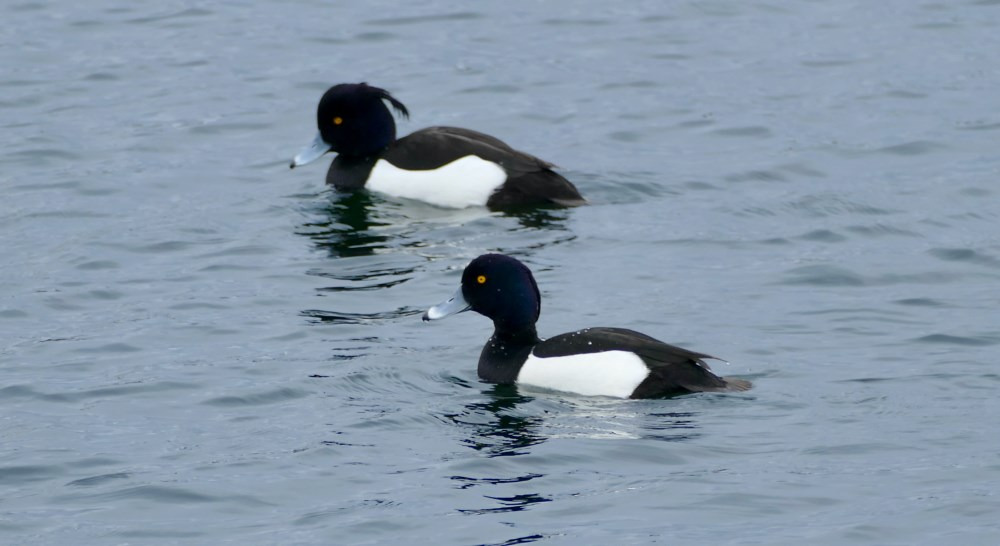 Fugletur i Kællingehaven: Oplev Roskilde Fjords vintergæster
