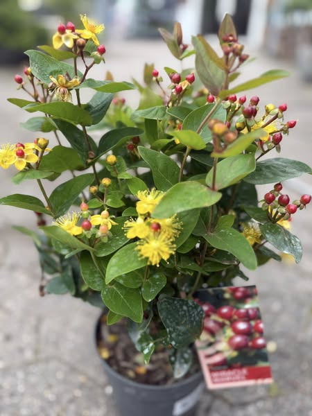 Tilbud på Hypericum Miracel hos Midtjydsk Gartnerhal