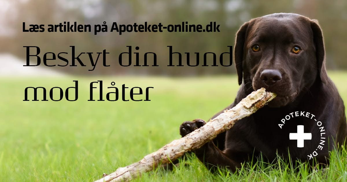 Herning Løve Apotek sætter fokus på beskyttelse af hunden mod flåter og lopper