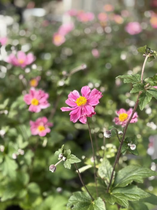 Midtjydsk Gartnerhal præsenterer anemone 'Serenade' som årets staudeperle