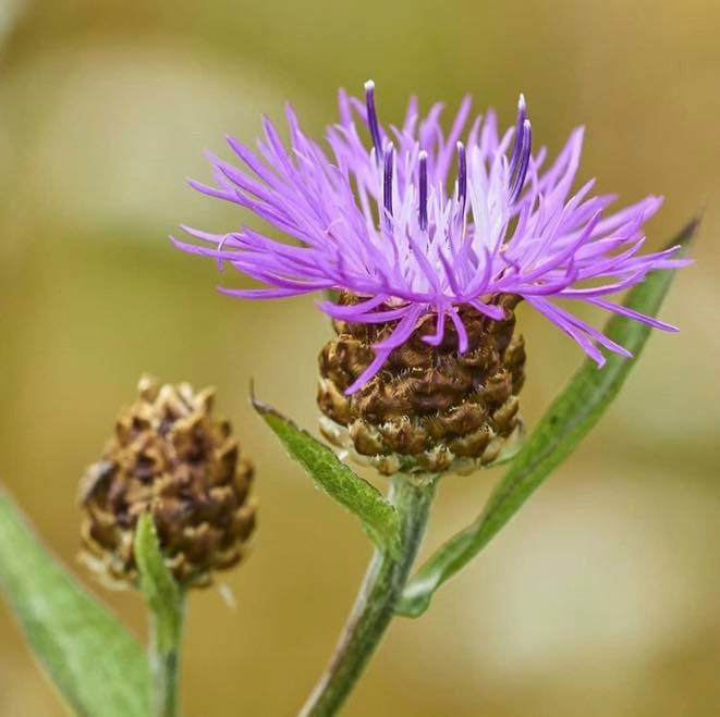 Opslagstavlen: Nyeste opdateringer fra Hobro