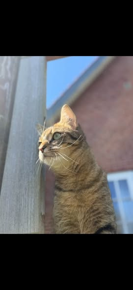 AniCura Familiedyrlægerne Aars holder giveaway med vådfoder fra Hill’s i Kattens Uge