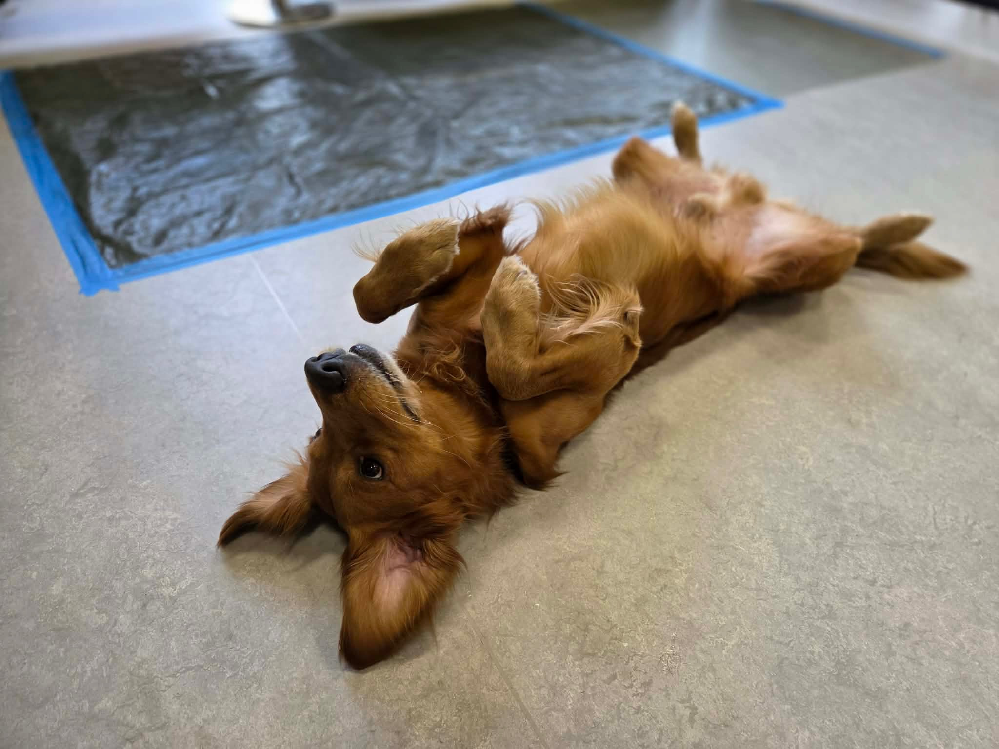 20 nye besøgshunde bestod optagelsesprøven i Gørding 