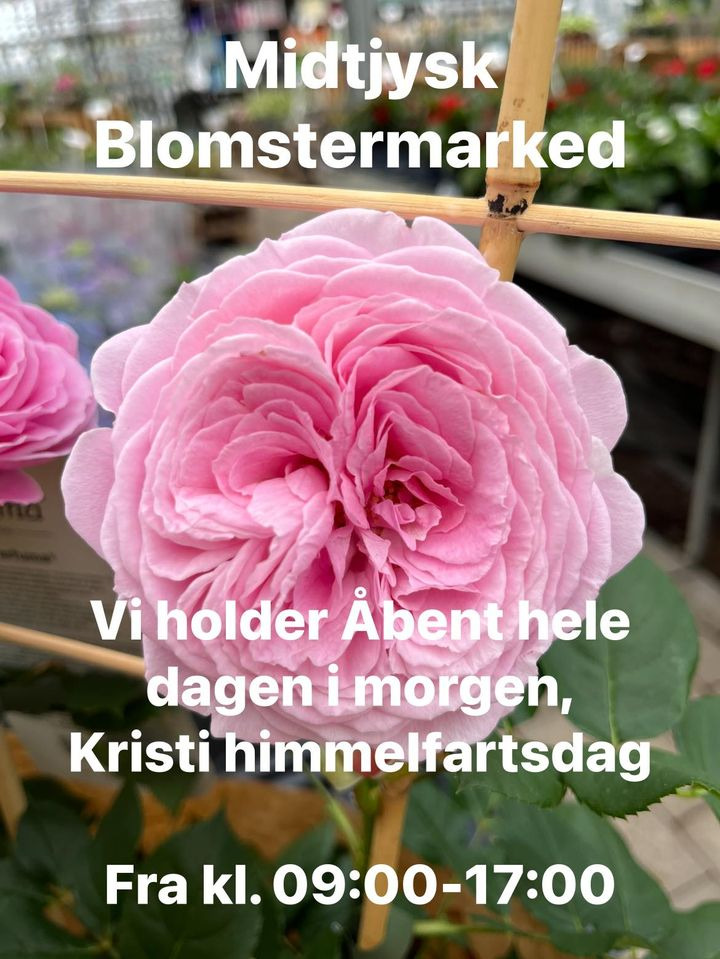 Opslagstavlen: Nyeste opdateringer fra Hedensted