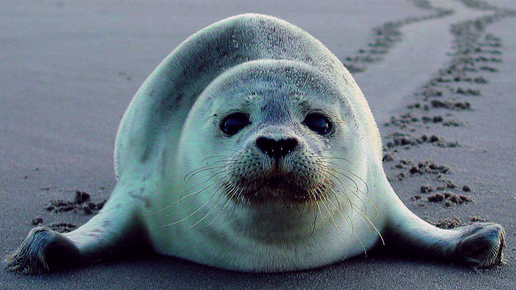 Det skal du opleve i Fanø i weekenden