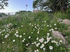 Guidet frøsanketur i Biotopia med Jens Thejsen