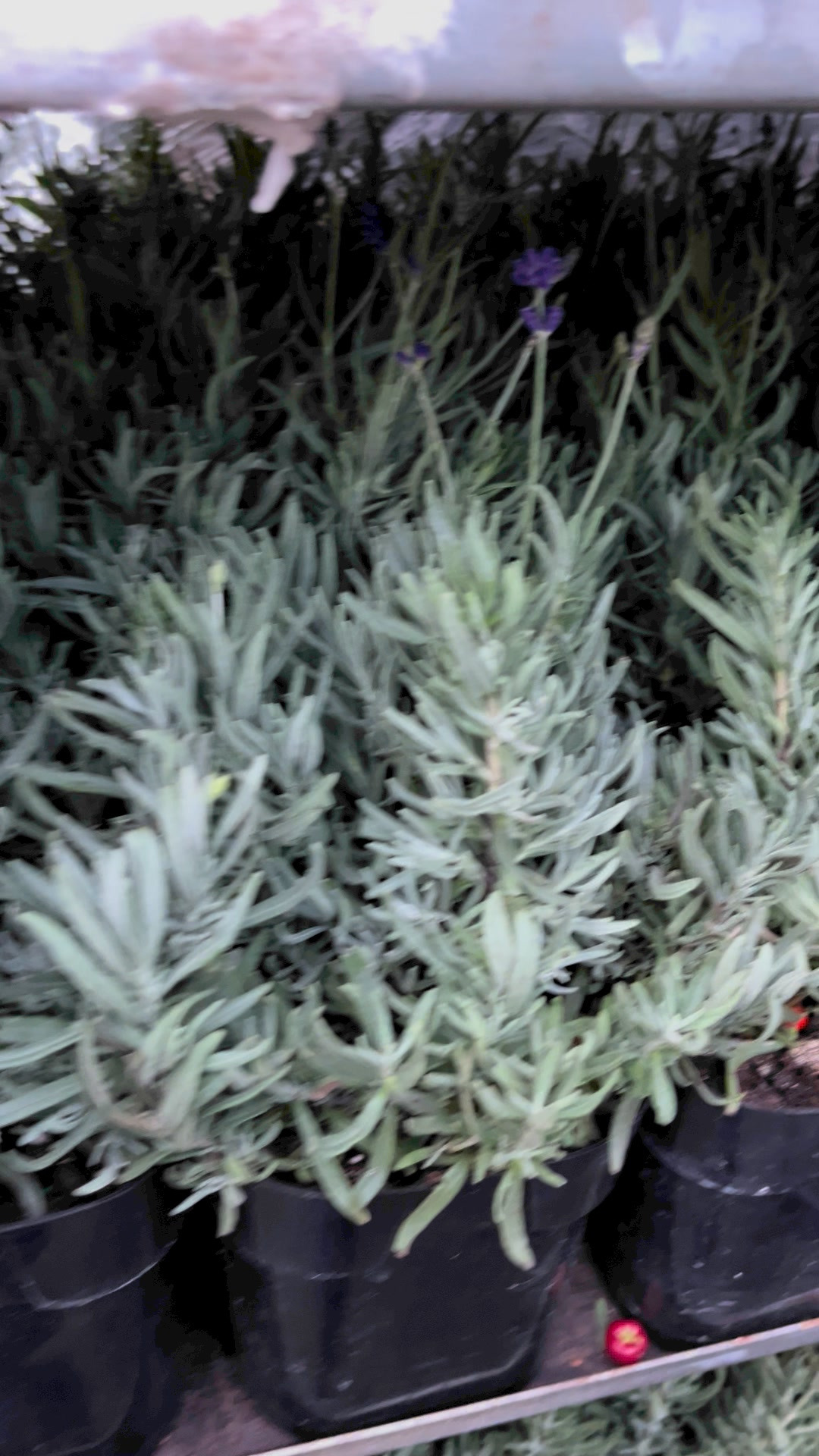 Midtjysk blomstermarked tilbyder lavendler til specialpris