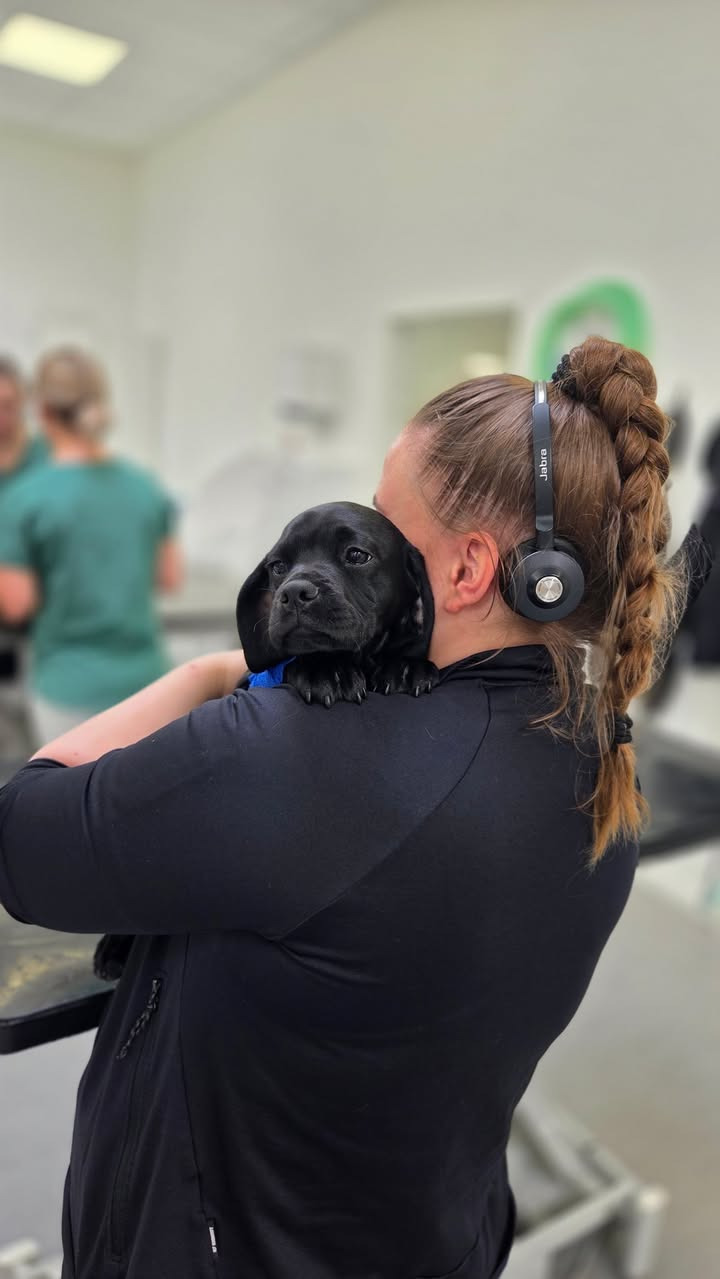 Dyrehospitalet Heden ApS inviterer til deling af feriebilleder af kæledyr