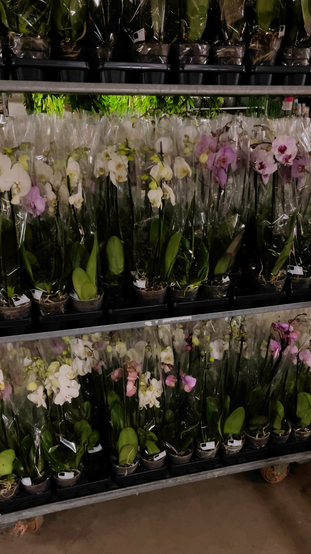 Midtjysk Blomstermarked tilbyder vilde rabatter på orkideer: Spar mere end 50%