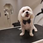 AH Hundesalon lancerer ny hjemmeside med opdateringer undervejs