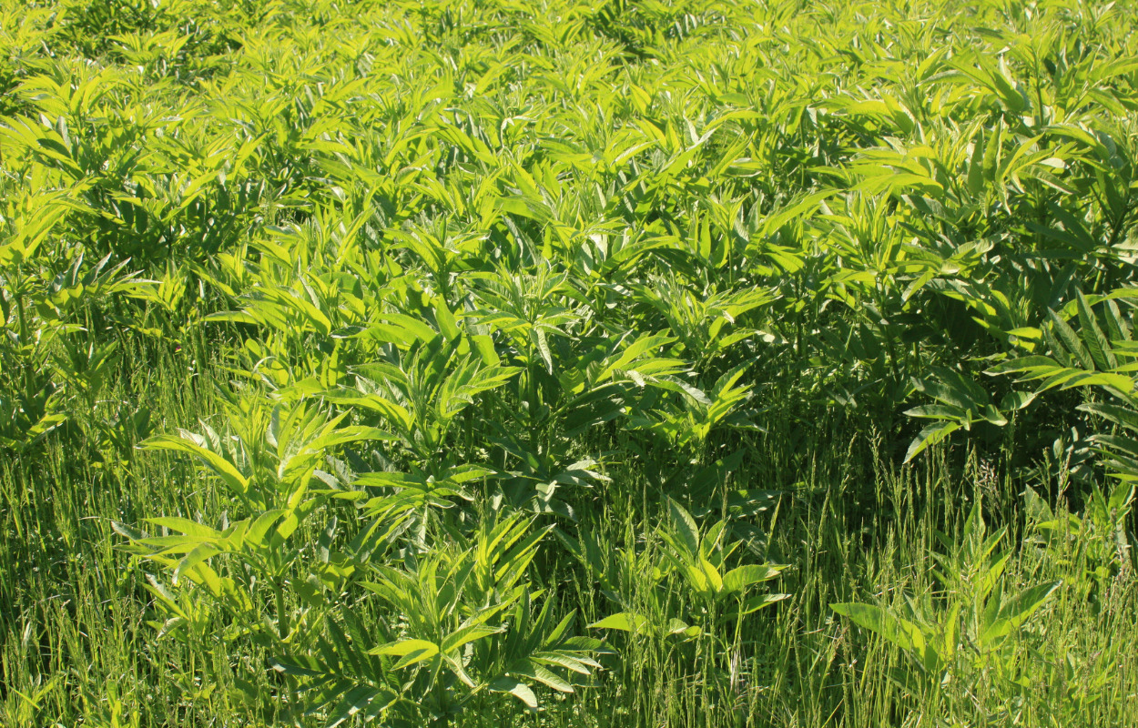 Japansk pileurt spreder sig med lynets hast