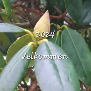 Opslagsbillede