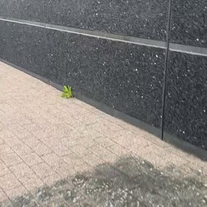 Opslagsbillede