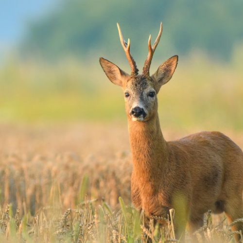 HESCA opfordrer jægere til at besøge butikken for sidste øjebliks jagtbeklædning 