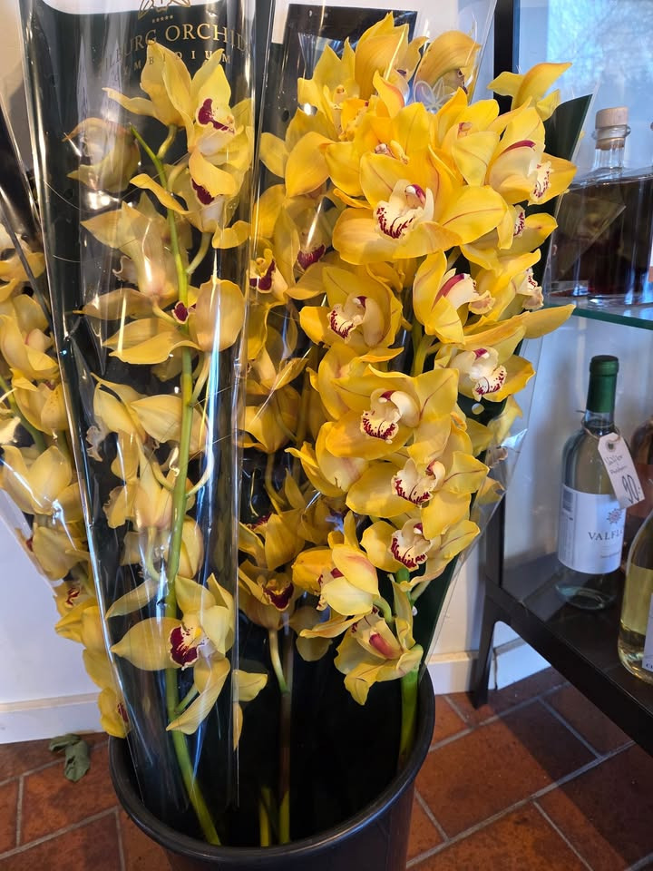 Flore Vida tilbyder store orkidégrene til nedsat pris