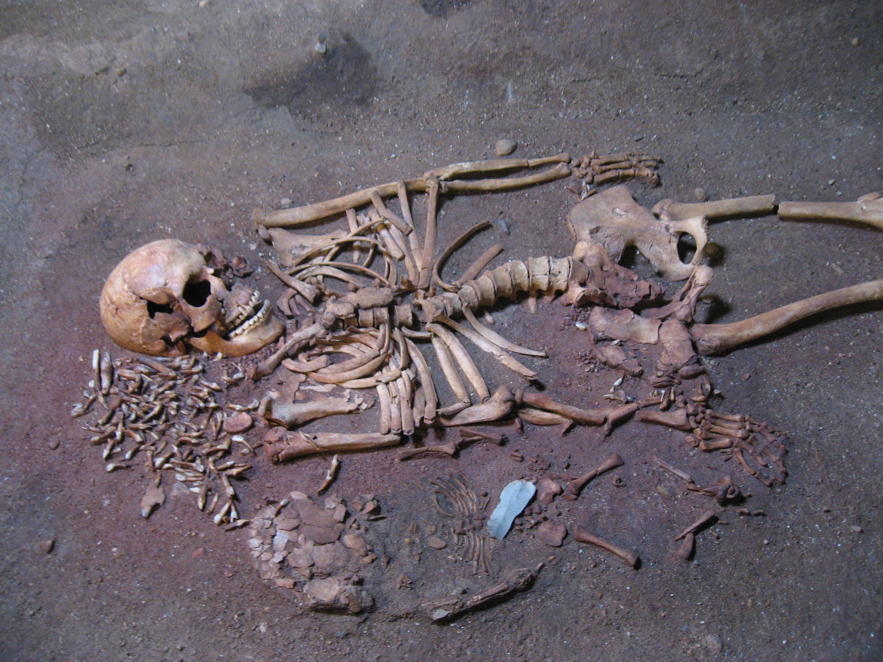 Oplev jægerstenalderens hemmeligheder på Birkerød Bibliotek