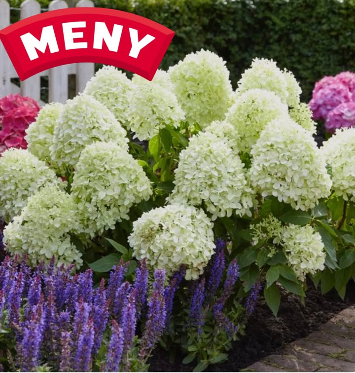 Nyhed fra MENY Gl. Skagensvej: Little Spooky syrenhortensia til rabatpris