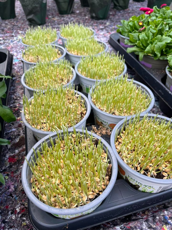 En finger på pulsen i Hedensted