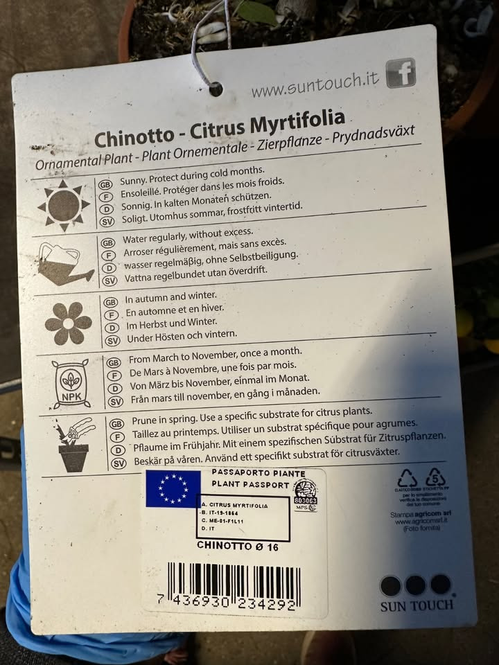 Middelhavsplanter hos MENY Gl. Skagensvej: Unikke mandarintræer til ja tak-tilbud