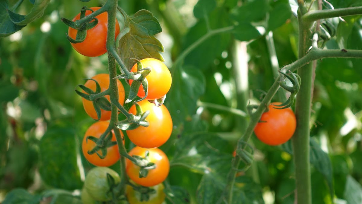 Frøbytte i Syddjurs: En tradition for haveentusiaster