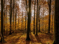 Oplev den gamle skov ved Ravningbroen: En unik naturvandring