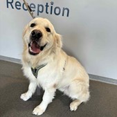 Pas på din hund: Forebyg og behandl liggesår med råd fra Vodskov Dyreklinik v/Thorstein Arnason