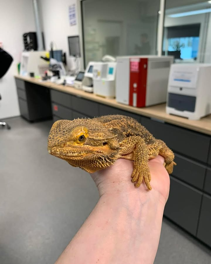 Vodskov Dyreklinik hjælper Pjevs med mystisk sovestilling uden alvorlige fund