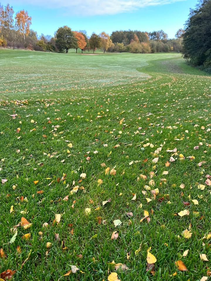 Aarhus Golf Club undlader at klippe semiroughen i denne uge