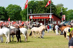 Roskilde Dyrskue kan give køer på vejene
