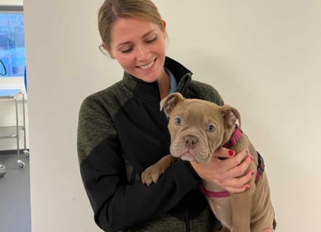 Risskov Dyrehospital inviterer til gratis hvalpeaften: En aften fyldt med information, leg og hygge