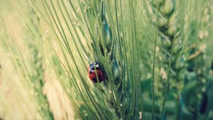 Penge til vilde, lokale naturprojekter