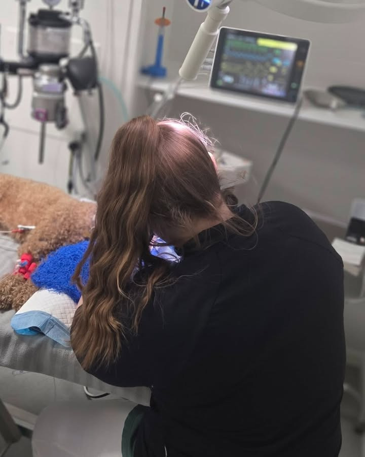 Dyrehospitalet Heden ApS tilbyder gratis tandtjek til kæledyr for at forebygge tandproblemer