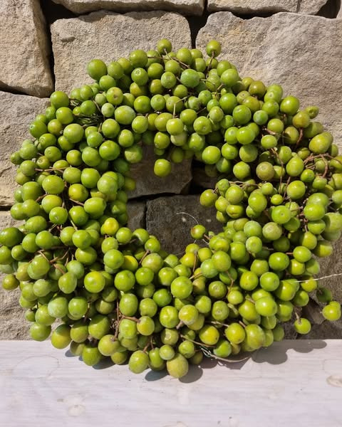 Fynbogården Blomster ApS introducerer nye grønne bærkranse i to størrelser