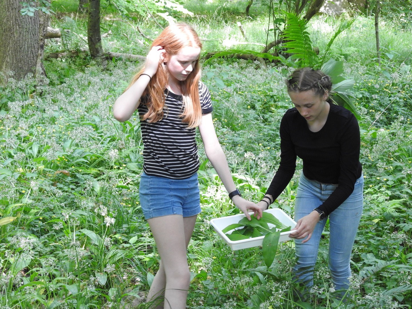 Forårsfornemmelser på Trelde Næs: Sank ramsløg med Naturpark Lillebælt