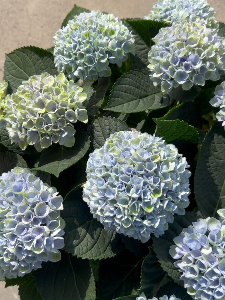 Vestergades Blomster ApS præsenterer den magiske hortensia med foranderlige farver