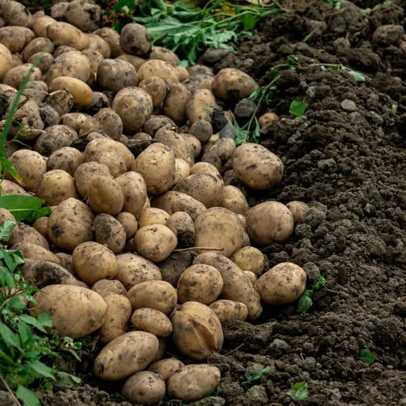 Rishøjgård Gårdbutik og Jordbrug har startet kartoffelshowet med friskopgravede danske kartofler
