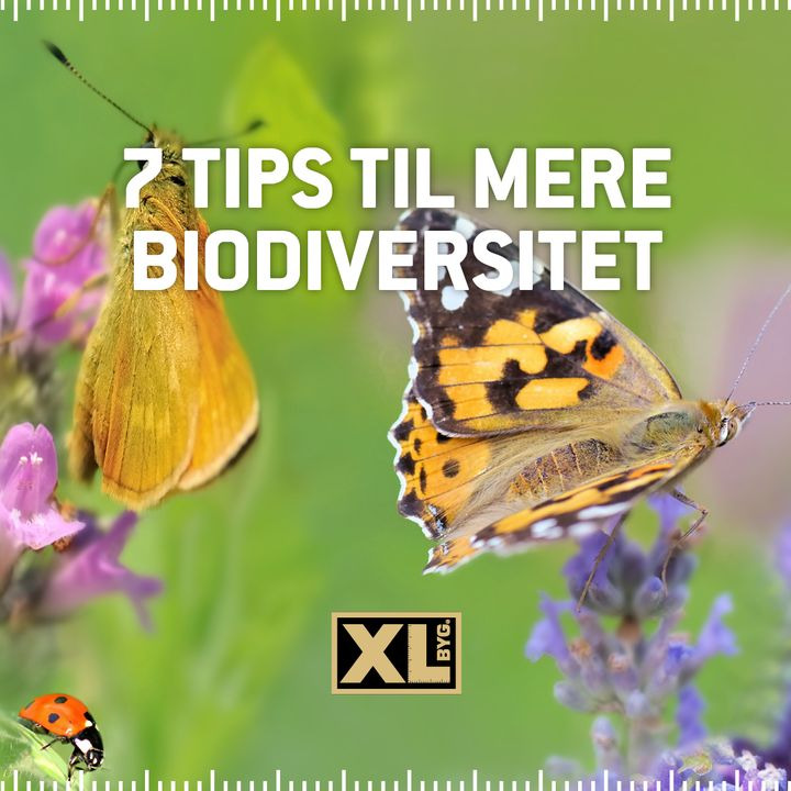 Det nyeste på Hals’ opslagstavle