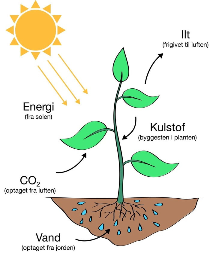 Asmild Plantecenter ApS opfordrer til at plante for at fremme biodiversitet