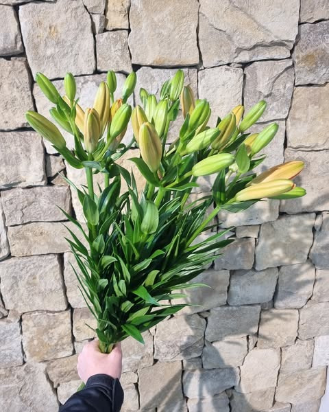 Fynbogården Blomster ApS annoncerer ugens overraskelsestilbud på liljer