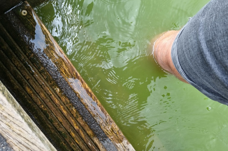 Advarsel mod badning i Glumsø Sø på grund af potentielt giftige blågrønne alger