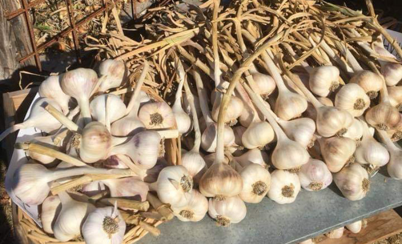 Høstfest for børn i Læsø Historiepark