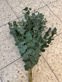 Meny Klarup tilbyder eucalyptus bundter til 29,95 kr.