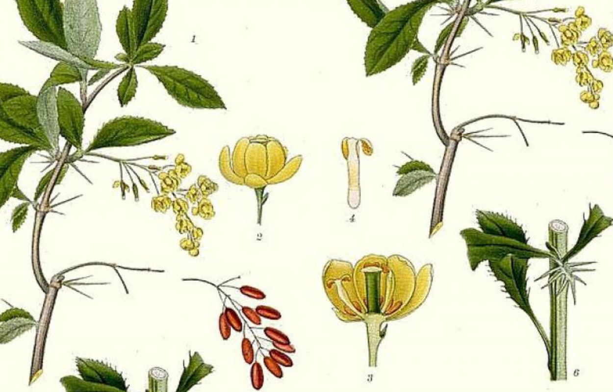 Hør historien om N. P. Schøler på Hammel Bibliotek