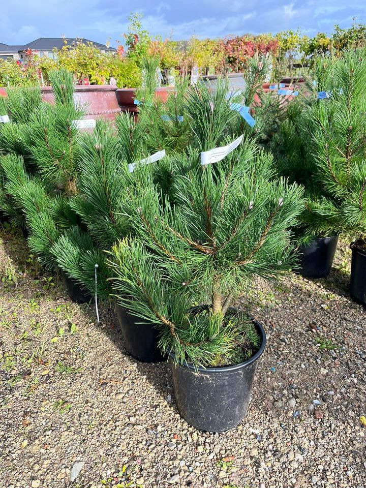 Se dagens updates fra Horsens her