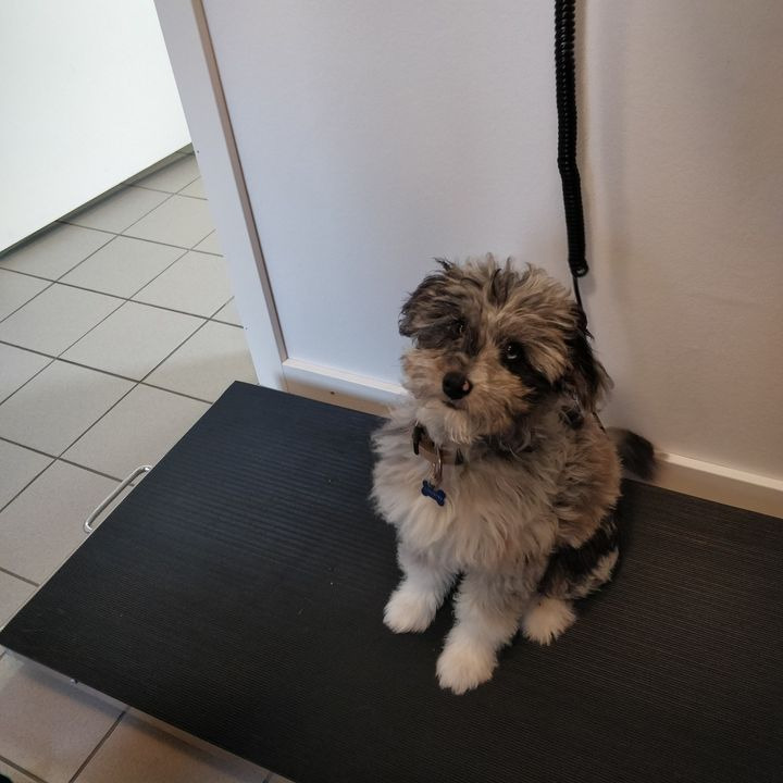 Vet til dig: Yndige Yoda imponerer med sine evner ved 16 ugers vaccination